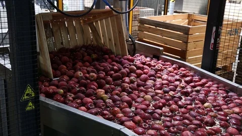 Red apple is sorted on a sorting line Vidéo 109200919