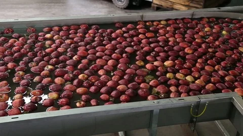 Red apple is sorted on a sorting line Vidéo 109200938