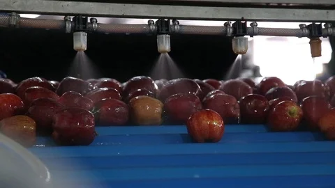 Red apple is sorted on a sorting line Vidéo 109200959