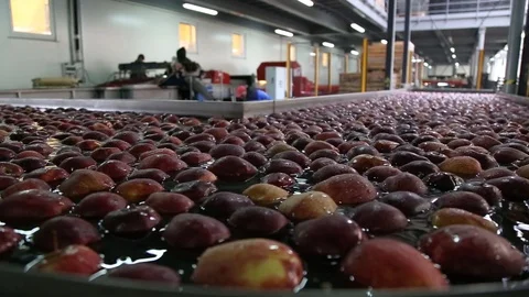 Red apple is sorted on a sorting line Vidéo 109200992