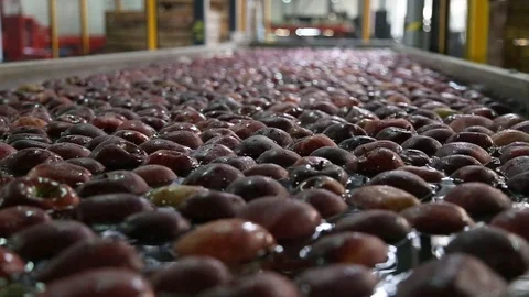 Red apple is sorted on a sorting line Vidéo 109201015