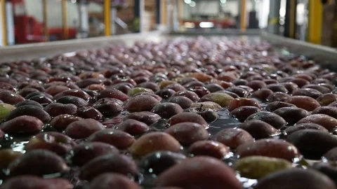 Red apple is sorted on a sorting line Vidéo 109201117