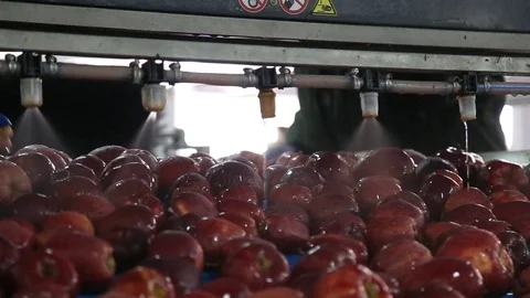 Red apple is sorted on a sorting line Vidéo 109201200
