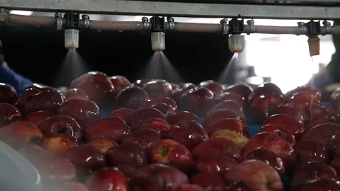 Red apple is sorted on a sorting line 스톡 동영상 109201254