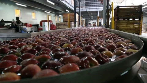 Red apple is sorted on a sorting line Vidéo 109201297