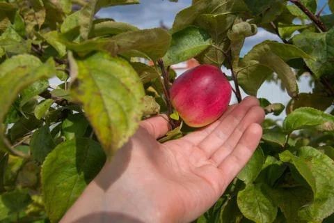 Red apple on tree and hand showing healthy food and good harvest concept Stock Photos