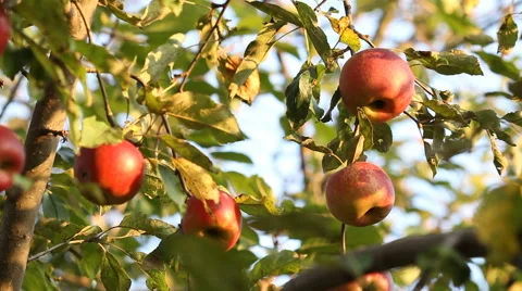 Red apple on tree branch Stock Footage 67829653