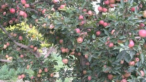 Red Apple On Tree Branch Video stock 96650750