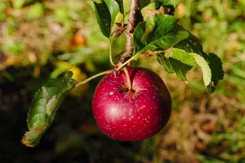 Red Apple on tree branch Stock Photos