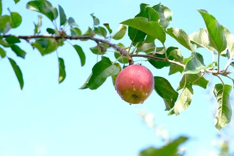 Red apple on the tree branch Stock Photos