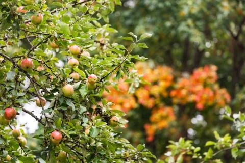 Red apple tree on colorful background. Fresh vegetarian healthy food. Organic Stock Photos