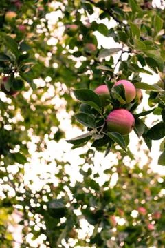 Red apple tree in the fall Фото