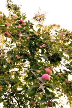 Red apple tree in the fall Фото