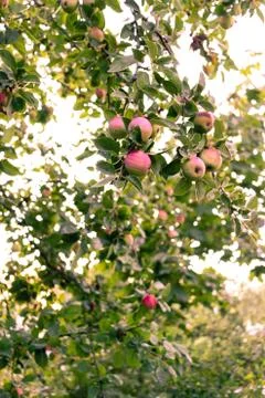 Red apple tree in the fall Фото