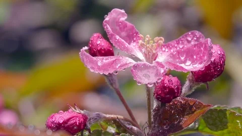 Red apple tree flower with water drops on light wind. Slow motion shot Vídeos de archivo 124053870