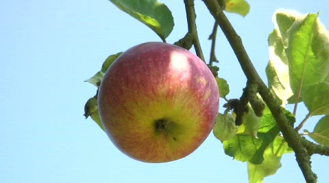 Red apple on tree Stock Footage
