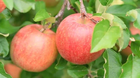 Red apple on tree. Stock Footage 8851678