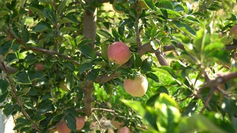 Red apple on tree Stock Footage 94067961