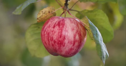 Red apple on a tree Stock Footage 288488183