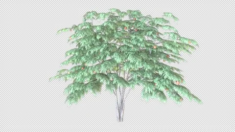 Red apple tree Stock Footage 321534831