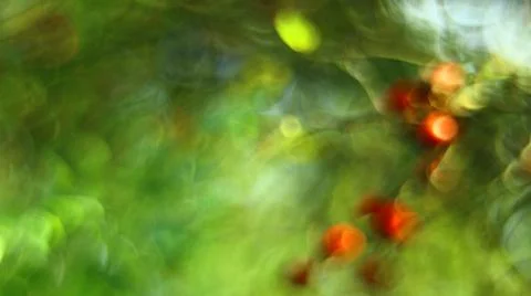 Red apple on tree before the harvest Stock Photos