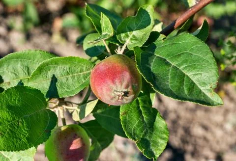 Red apple on tree Stock Photos