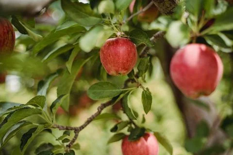 Red Apple in Tree Stock Photos