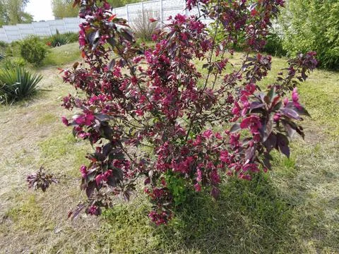 Red apple tree. red apple flowers. branches and flowers of an apple tree of r Stock Photos
