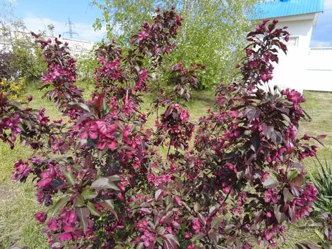 Red apple tree. red apple flowers. branches and flowers of an apple tree of r Stock Photos