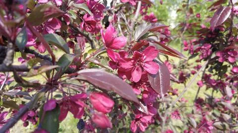 Red apple tree. red apple flowers. branches and flowers of an apple tree of r Foto stock