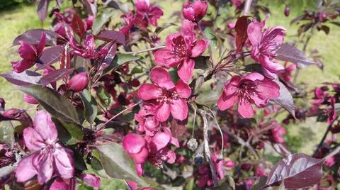 Red apple tree. red apple flowers. branches and flowers of an apple tree of r Stock Photos