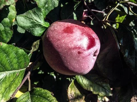 Red apple in the tree - Romania 库存照片