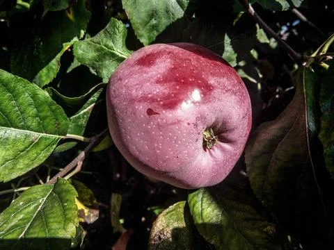 Red apple in the tree - Romania Foto stock