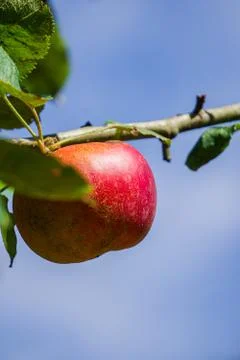 Red apple in a tree with the sky on the background. Selective focus. Stock Photos