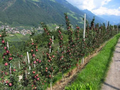 Red apple trees on a background of mountains Stock Photos