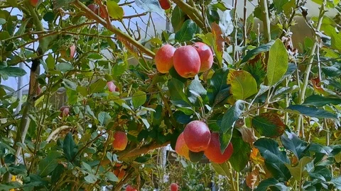 Red apple trees blows by the wind. Stock Footage 122040026