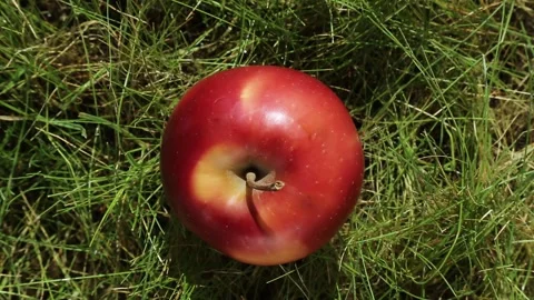 A red apple turns on its axis against a background of green grass. Top view Stock Footage 242490663