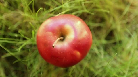 A red apple turns on its axis against a background of green grass. Top view Stock Footage 243072997