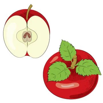 Red Apple. Vector red apples that are split in half from the white background. Stock Illustration