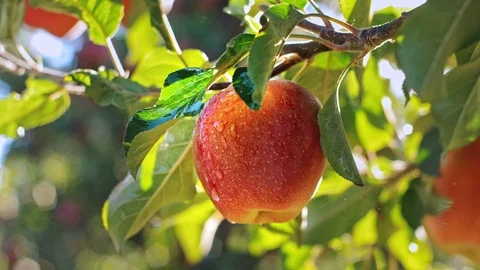 Red apple with water drops 動画素材 95772174
