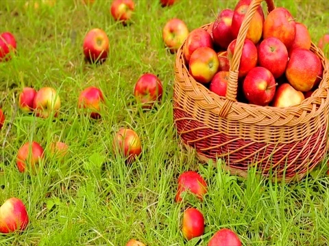 Red apple in wicker basket Stock Footage 85235308
