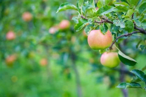 Red apples in an apple plantation in South Tyrol, San Pietro town in Italy Stock Photos