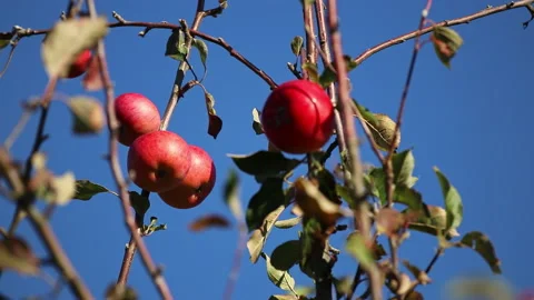 Red apples on an apple tree in autumn. The wind moves the leaves and branches of Stock Footage 239113375