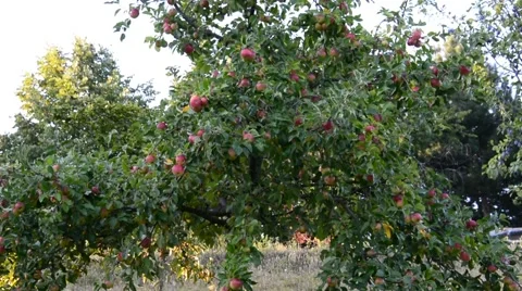 Red apples on apple tree branch Stock Footage 53217853
