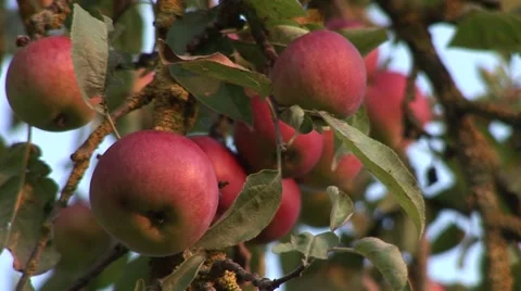 Red Apples On Apple Tree Branch Stock Footage 54184236