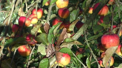 Red apples on apple tree branch Video stock 56645956