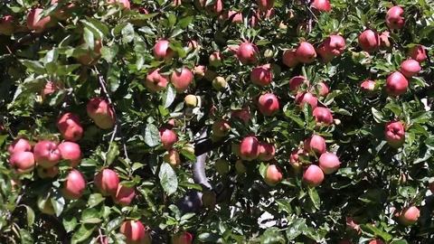 Red apples on apple tree branch . Himalayas, Nepal Stock Footage 74793770