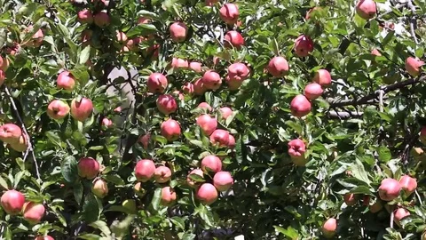 Red apples on apple tree branch . Himalayas, Nepal Stock Footage 77062858