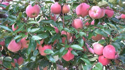 Red Apples On Apple Tree Branch Vidéo 96720172