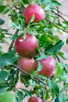 Red apples on apple tree branch Stock Photos
